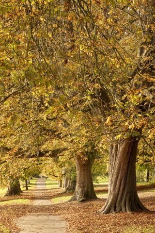 Autumn tree landscapes by Peter Travers