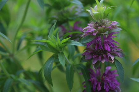 Lemon Bee Balm Plants