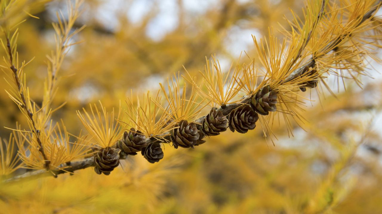 Tamarack branch in fall