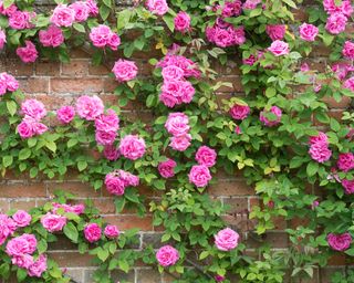 Thornless Rose climbing over a wall