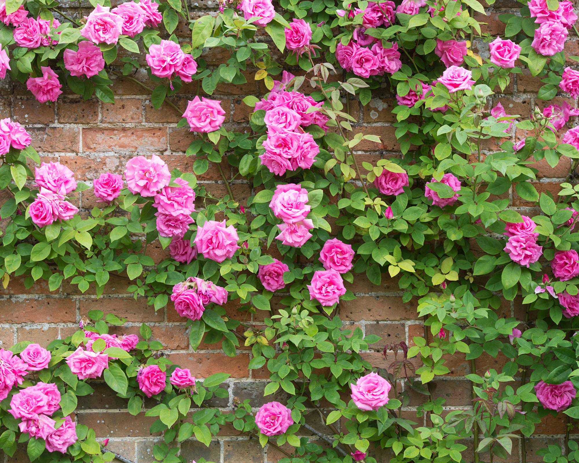 Climbing Roses Plant Care And Growing Guide Gardeningetc 6435