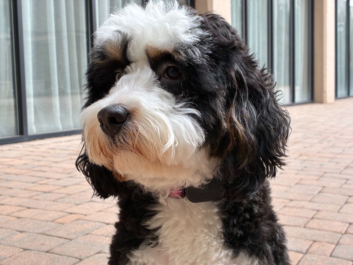 Apple iPhone 17e Review Camera Samples