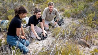 Three researchers release a brush-tailed bettong into the bush.