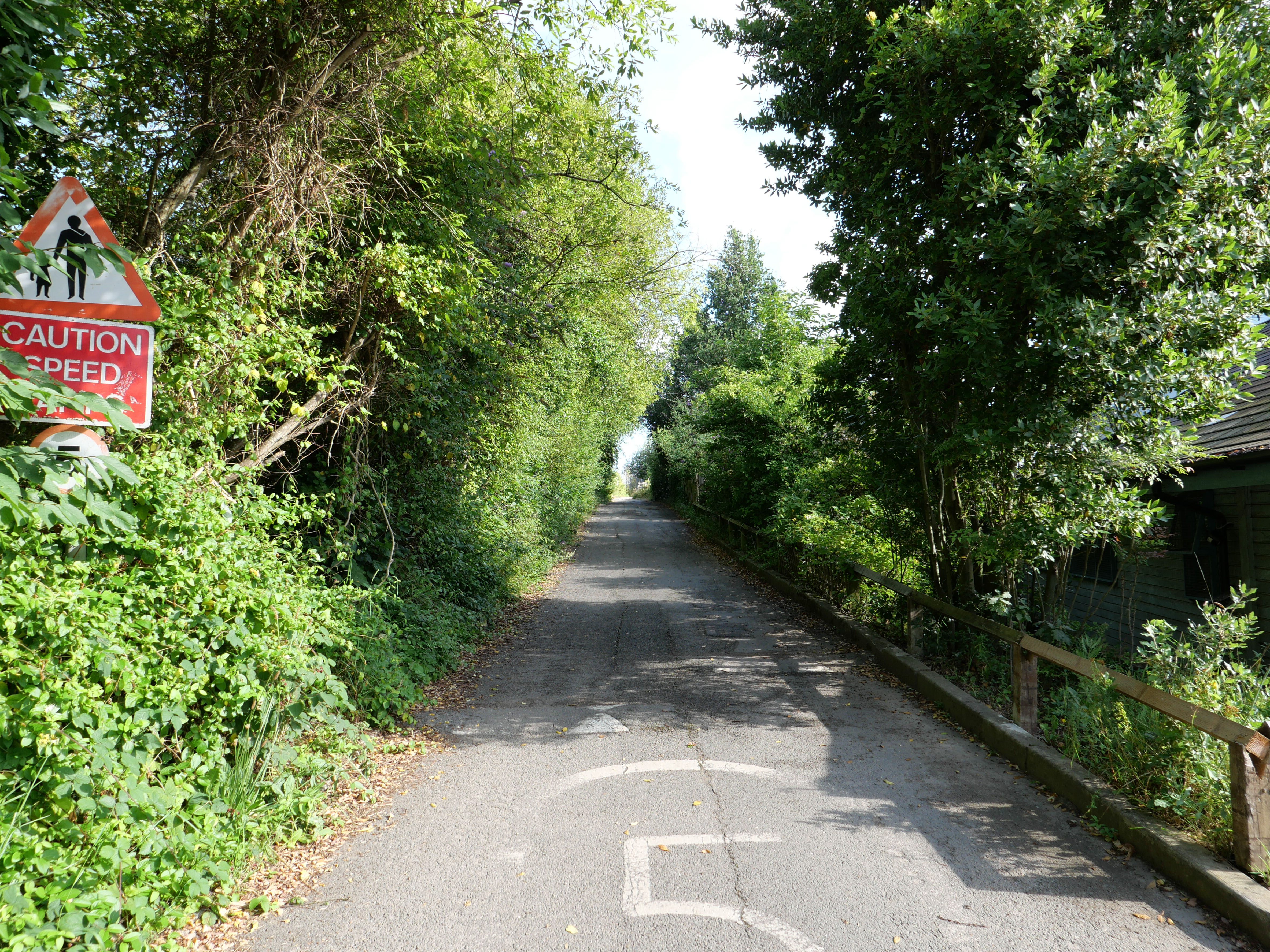 A road leading through some green trees on either side
