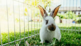 A rabbit in a run