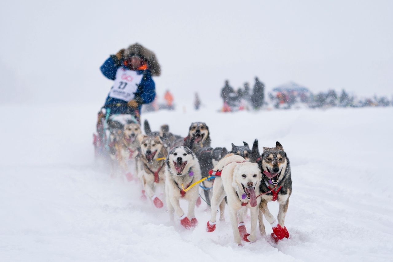 A team of sled dogs races through falling snow, paws kicking up powder as they pull a musher&rsquo;s sled.