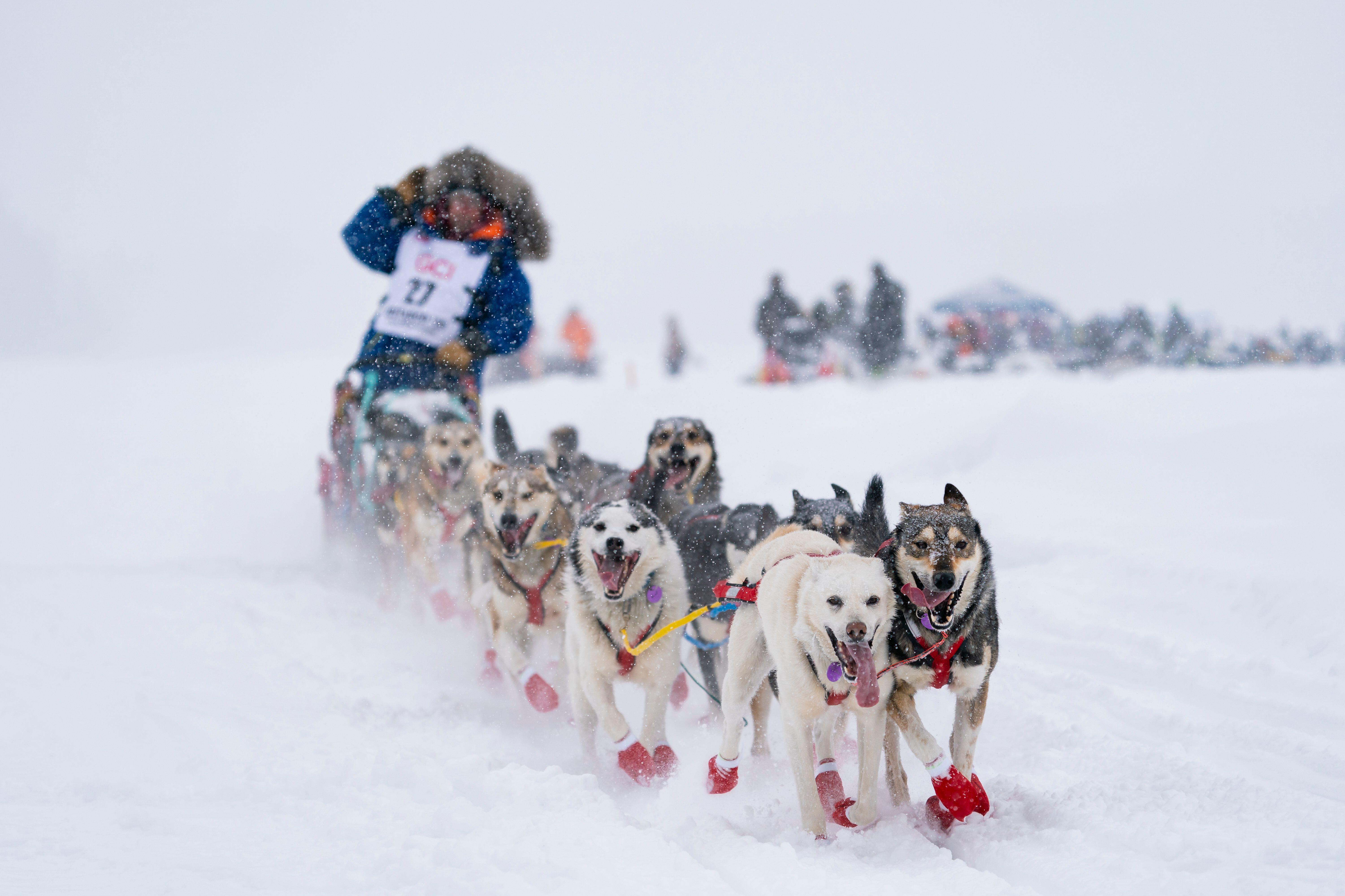A team of sled dogs races through falling snow, paws kicking up powder as they pull a musher’s sled.