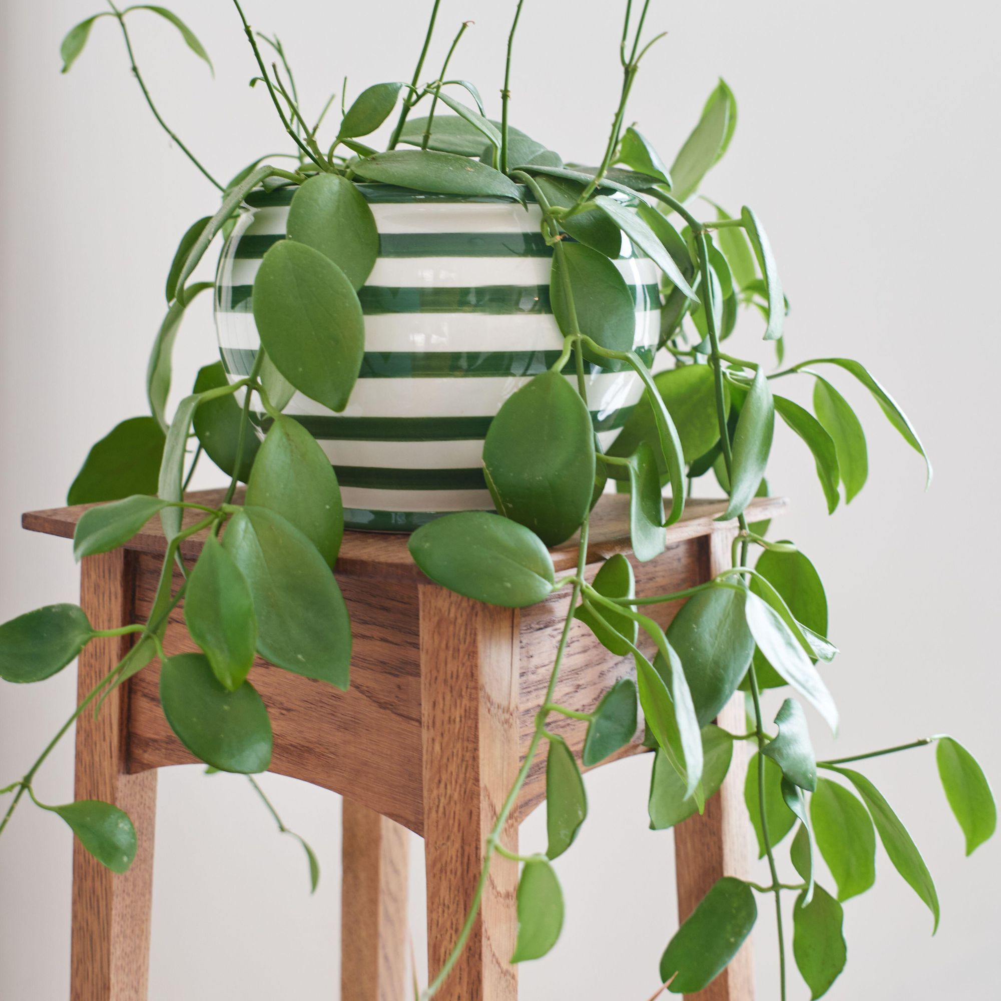 trailing hoya plant on table
