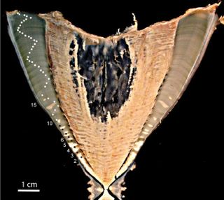 A whale shark vertebra from Pakistan, in cross section, showing 50 growth bands