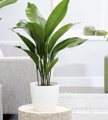The 5 Plants to Remove Mold — Perfect Bathroom Foliage | Livingetc