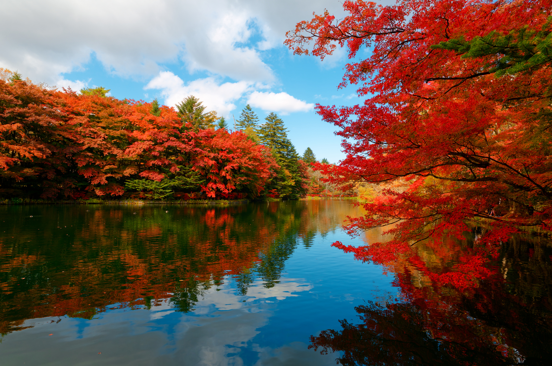 Autumn scenery of Kumoba-ike Pond