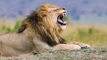 lion baring teeth