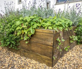 A raised bed growing herbs and berries