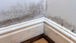 Mould on skirting board and wall