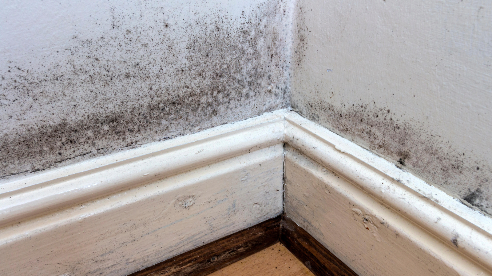 Mould on skirting board and wall
