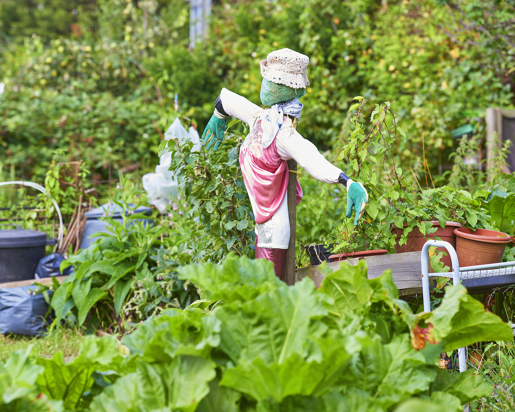 Scarecrow in vegetable garden