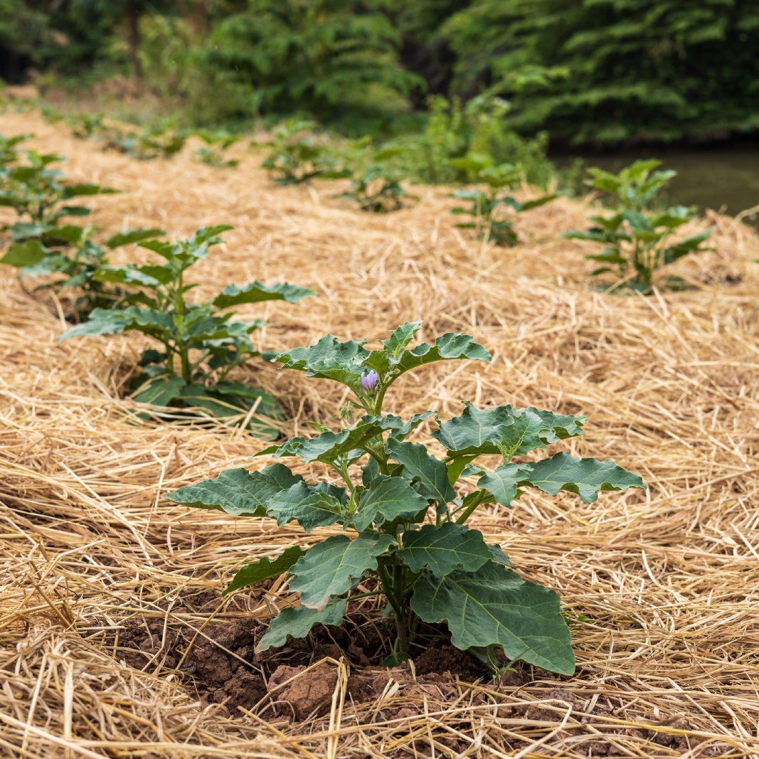 ruth-stout-method-try-this-easy-no-till-gardening-technique