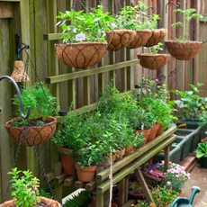 Container gardening is a way for people living in urban areas to enjoy the benefits of gardening. Shown here is an example of an herb and vegetable garden using hanging baskets.