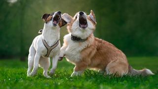 Jack Russell Terrier and Welsh Pembroke Corgi barking and playing in the park.