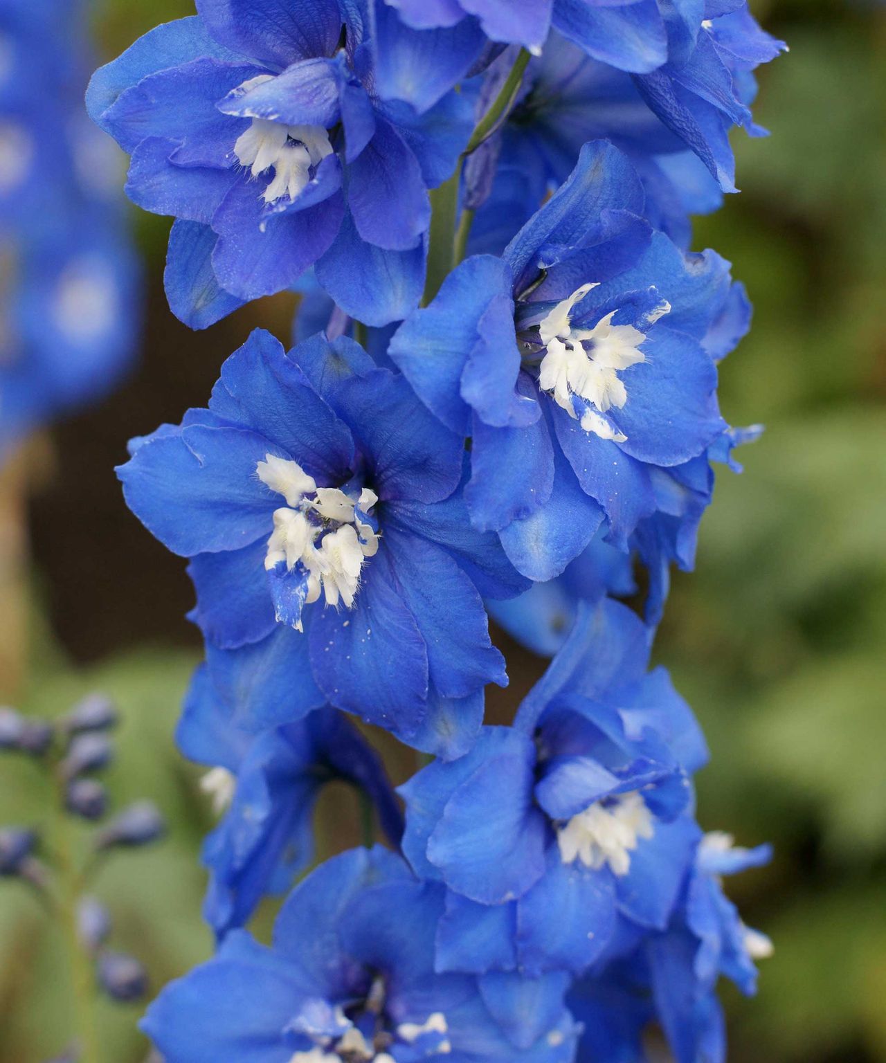 Types Of Delphiniums: 14 Beautiful Varieties For Your Garden 