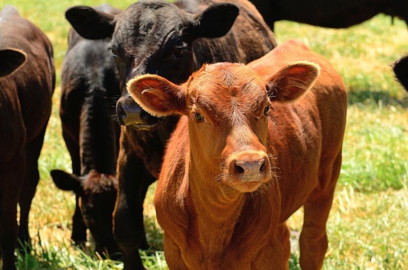 Angus calf in a pasture