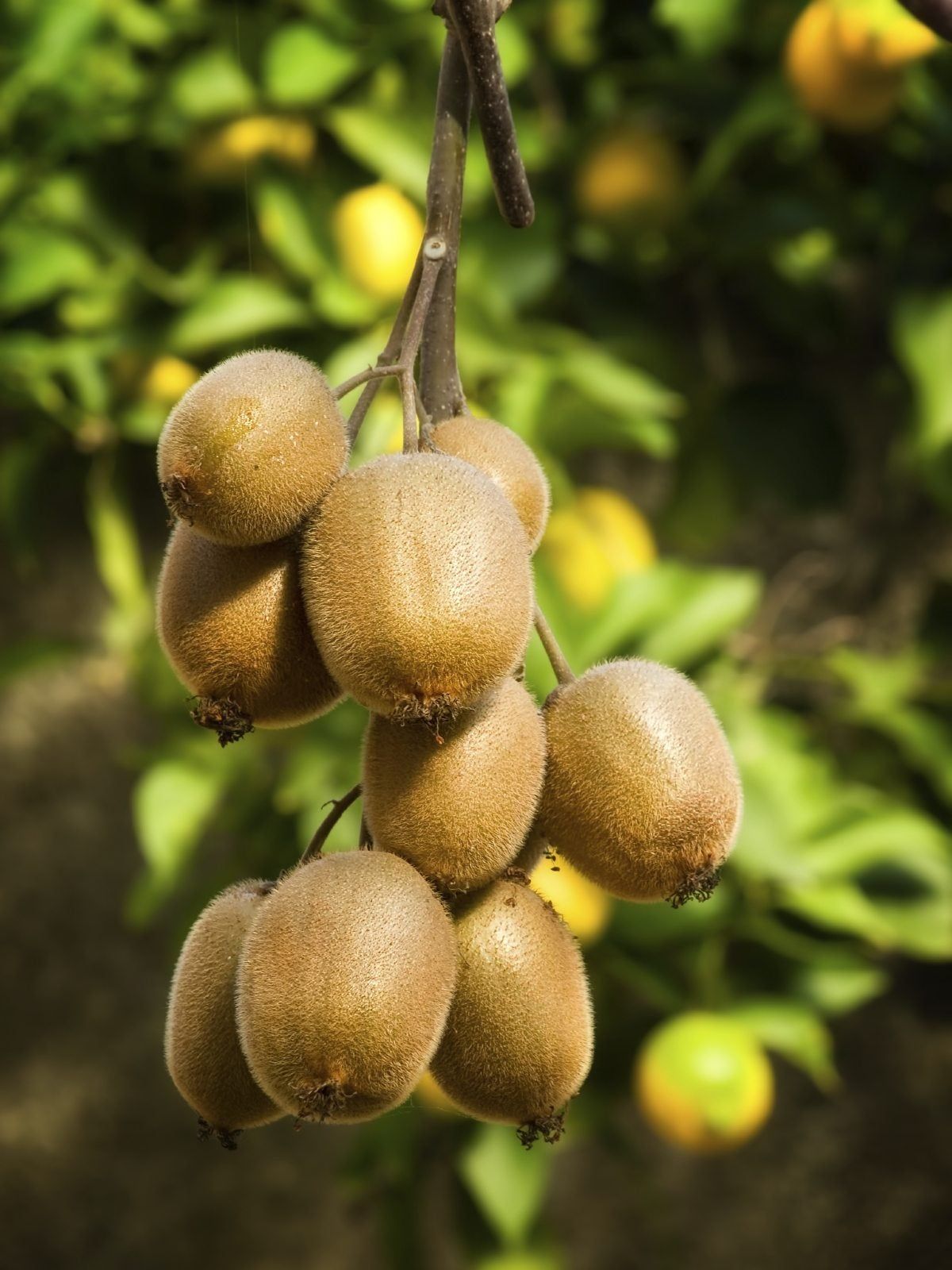 Kiwi Fruit Vine