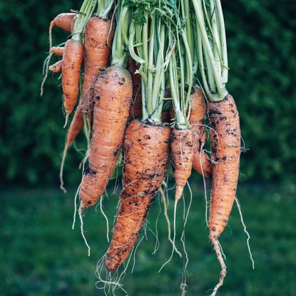 Carrot covered in soil in the garden