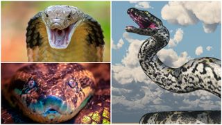 A king cobra with fangs on display, an artist's impression of a titanoboa, and a close-up of an anaconda