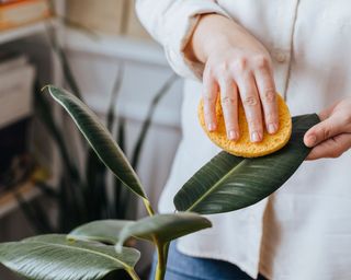 Cleaning houseplant leaves