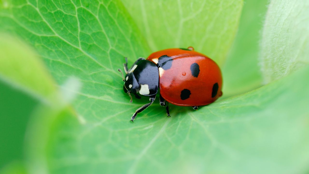 Ladybird on leaf