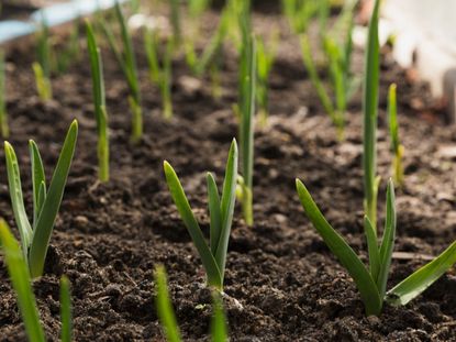 Garlic Growing In The Garden