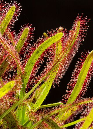 New Zealand for the invasive cape sundew