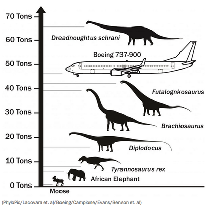 Researchers discover enormous 65-ton, 85-foot-long 'Dreadnoughtus' dinosaur