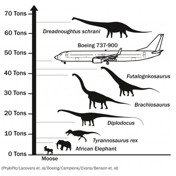 Researchers discover enormous 65-ton, 85-foot-long &amp;#039;Dreadnoughtus&amp;#039; dinosaur