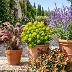 AI generated image showing Russian sage, purple fountain grass and cushion spurge in terracotta pots next to watering can