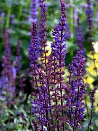 Caradonna Blue Salvia