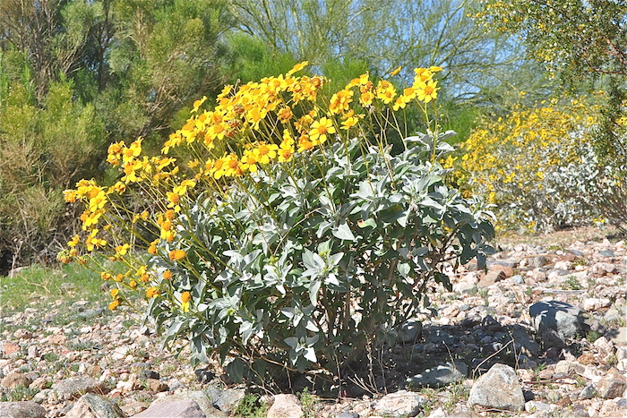 Desert In Bloom Brittlebush Plants