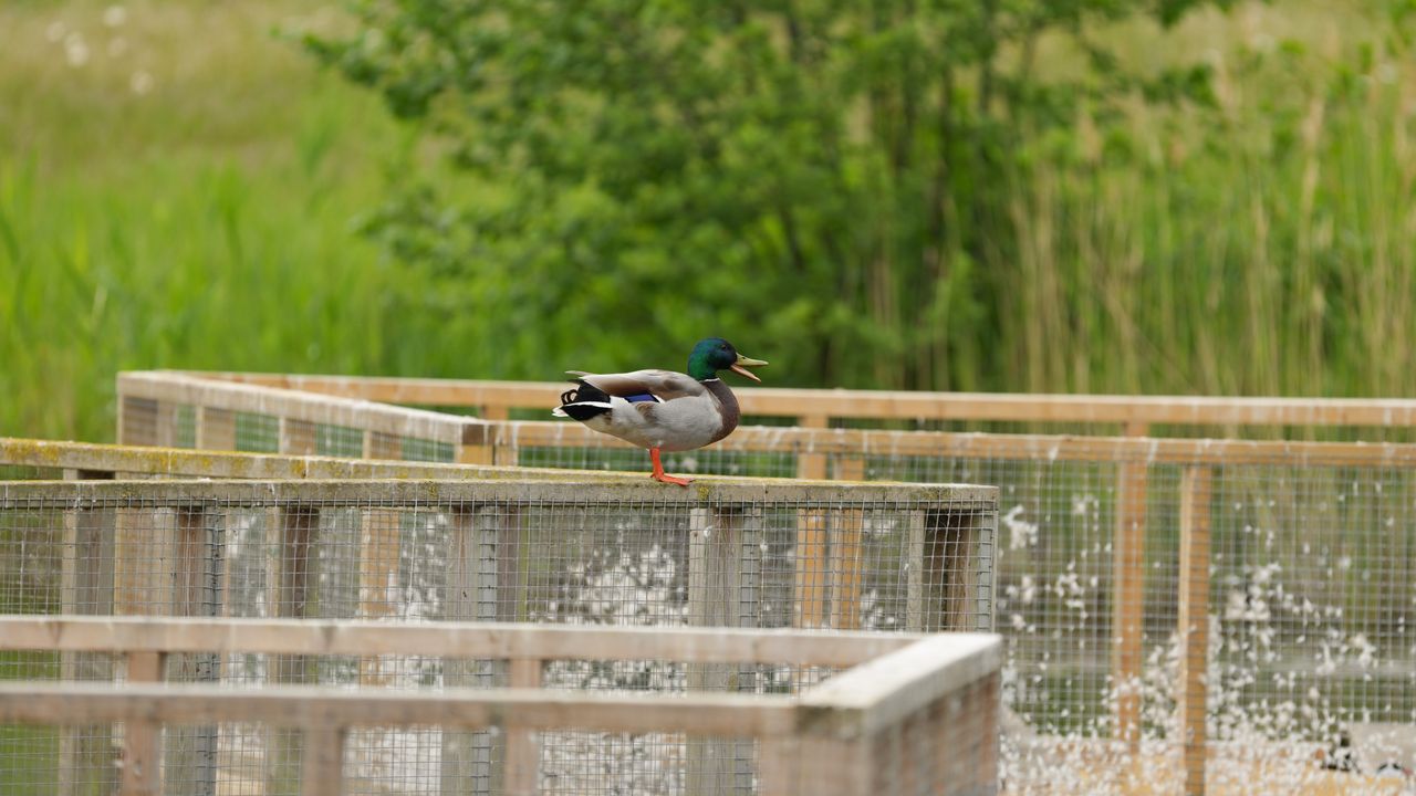 A picture of a duck standing on a platform in a pond.