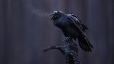 A raven calls out from a charred tree in Canada’s Jasper National Park. The photograph, taken by Maxime Legare-Vezina after devastating wildfires in the area last year, won the silver award for best portrait in the Bird Photographer of the Year competition