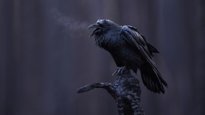 A raven calls out from a charred tree in Canada&rsquo;s Jasper National Park. The photograph, taken by Maxime Legare-Vezina after devastating wildfires in the area last year, won the silver award for best portrait in the Bird Photographer of the Year competition