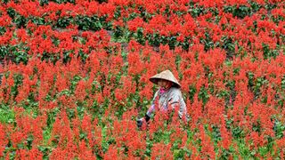 Field of flowers