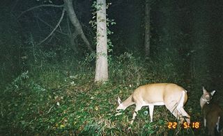 Deer captured by a motion sensing camera rigged in the woods at night by hunters wishing to monitor the population