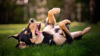 Dog rolling on grass