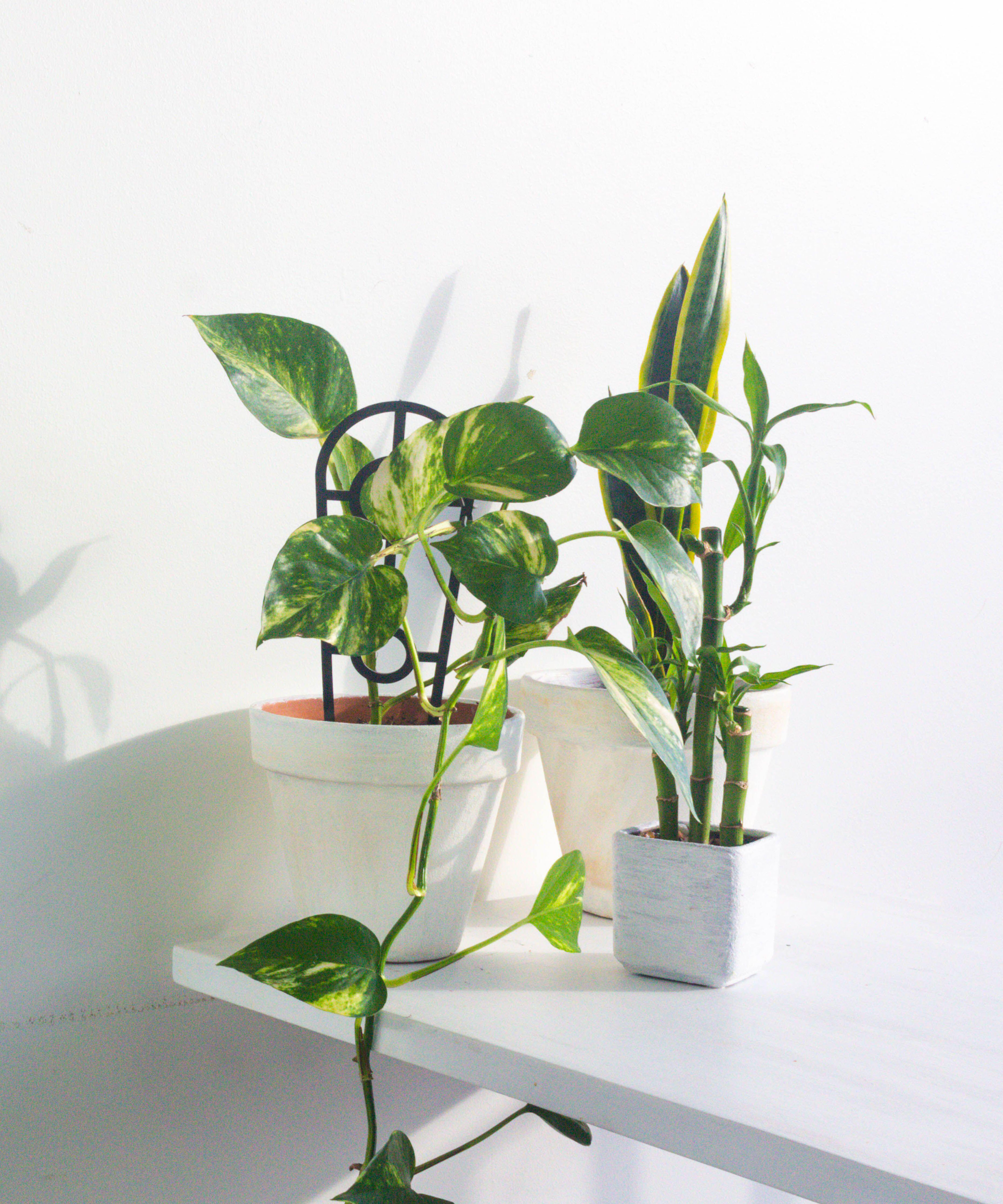 Golden Pothos sleep tip