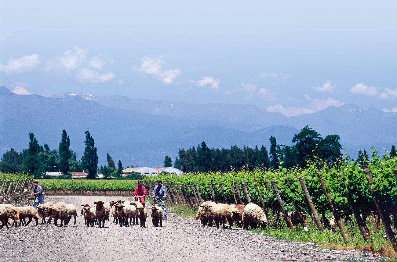 Cono Sur organic vineyards