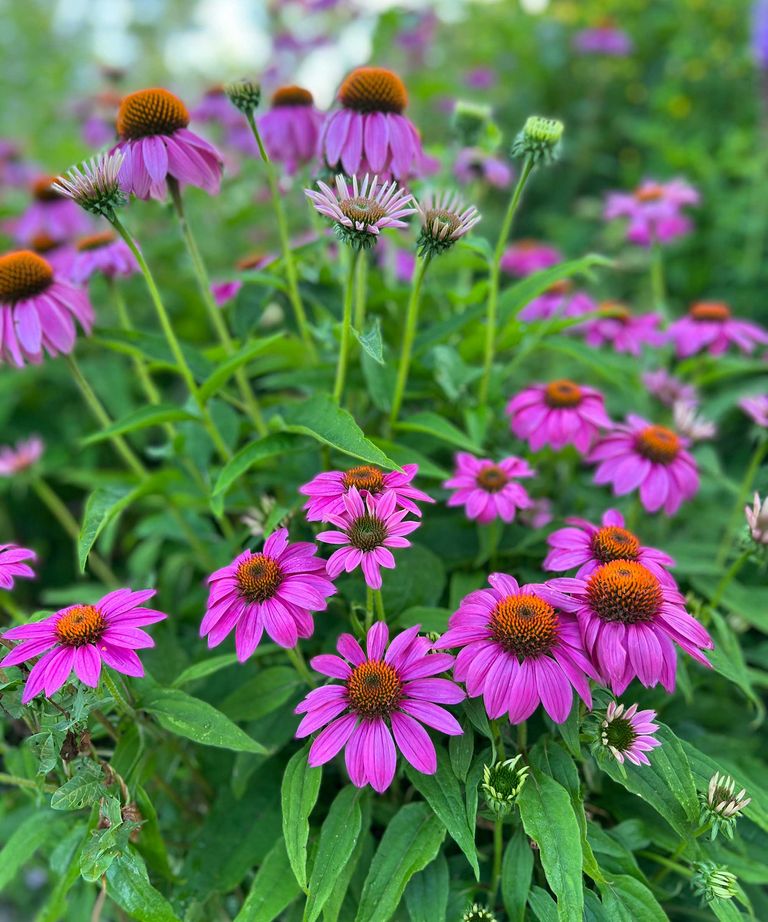 How to deadhead coneflowers – simple tips from the experts | Homes ...