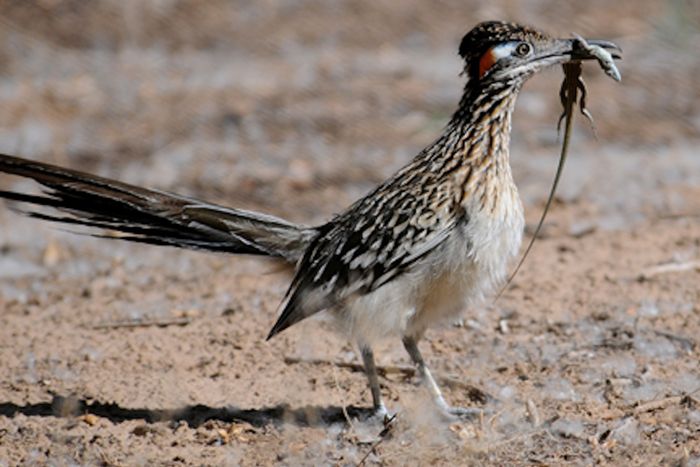 Of a Feather: Photos Reveal Stunning Birds of the Southwest | Live Science