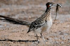 Greater Roadrunner
