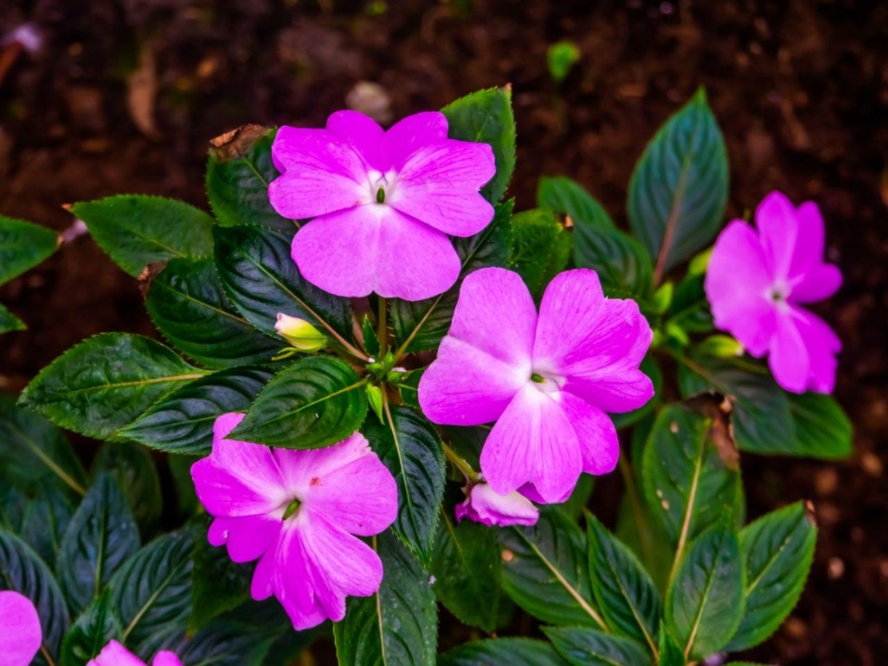 Pink Flowers In The Garden