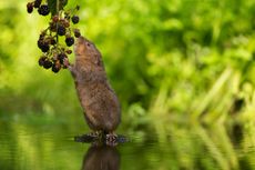 A wild water vole reaching up to eat some juicy blackberries